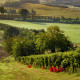 “Andar per vini in Monferrato”: ora anche in video
